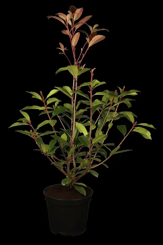 photinia fras. 'red robin' (350-400 cm) - afbeelding 2