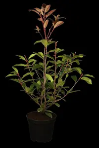 photinia fras. 'red robin' (350-400 cm) - afbeelding 2
