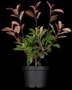 photinia fras. 'red robin' (350-400 cm) - afbeelding 3