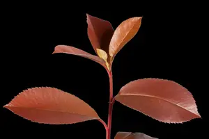 photinia fras. 'red robin' (350-400 cm) - afbeelding 5