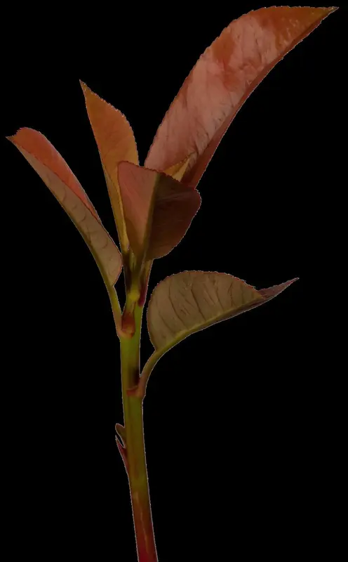 photinia fras. 'red robin' (350-400 cm) - afbeelding 4