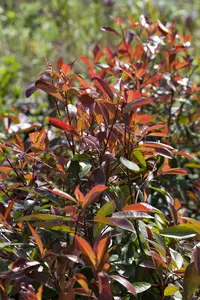 Photinia fras. 'Red Robin' 80-100 C7,5