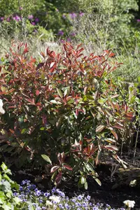 Photinia fras. 'Red Robin' 80-100   C7,5 - afbeelding 2