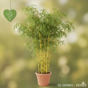 phyllostachys aureos. 'aureocaulis' (250-300 cm)