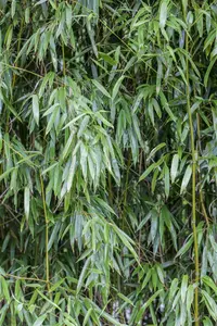 phyllostachys bissetii (150-200 cm) - afbeelding 3