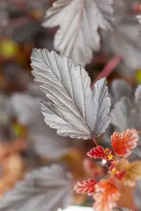 Physocarpus opulif. 'All Black'® ('minall2') 40- 60   C - afbeelding 5