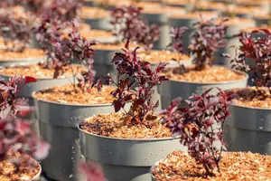 Physocarpus opulif. 'All Black'® ('minall2') 40- 60   C - afbeelding 1