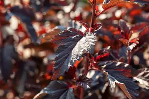 Physocarpus opulif. 'All Black'® ('minall2') 40- 60   C - afbeelding 3