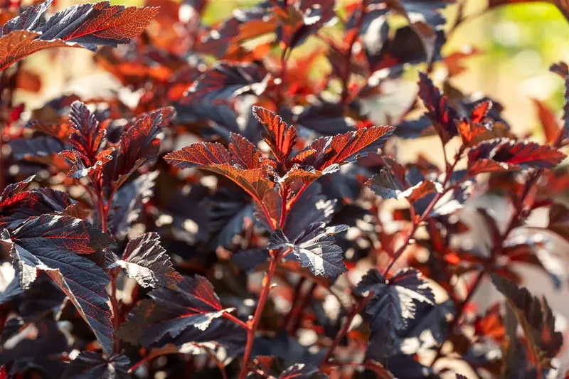 Physocarpus opulif. 'All Black'® ('minall2') 40- 60   C - afbeelding 4