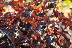 Physocarpus opulif. 'All Black'® ('minall2') 40- 60   C - afbeelding 4
