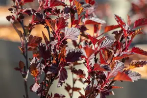 Physocarpus opulif. 'All Black'® ('minall2') 40- 60   C - afbeelding 2