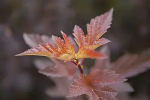 Amber Jubilee - afbeelding 2