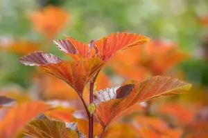 Amber Jubilee - afbeelding 5