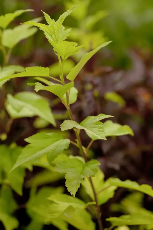 Physocarpus opulif. 'Dart's Gold' 80-100   C12 - afbeelding 1