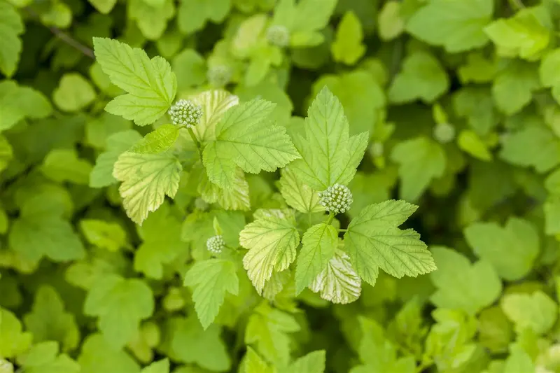 Physocarpus opulif. 'Dart's Gold' 80-100   C12 - afbeelding 2