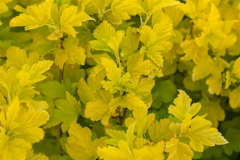 Physocarpus opulif. 'Dart's Gold' 80-100   C12 - afbeelding 3