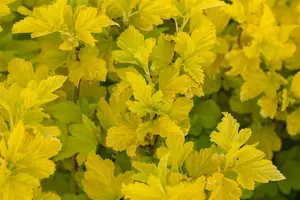 Physocarpus opulif. 'Dart's Gold' 80-100   C12 - afbeelding 3