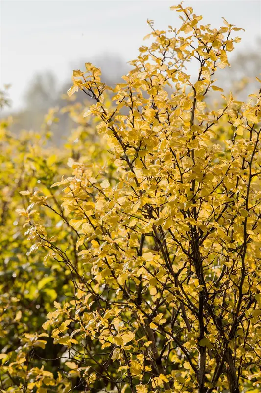 Physocarpus opulif. 'Little Leena' 30- 40   C - afbeelding 4