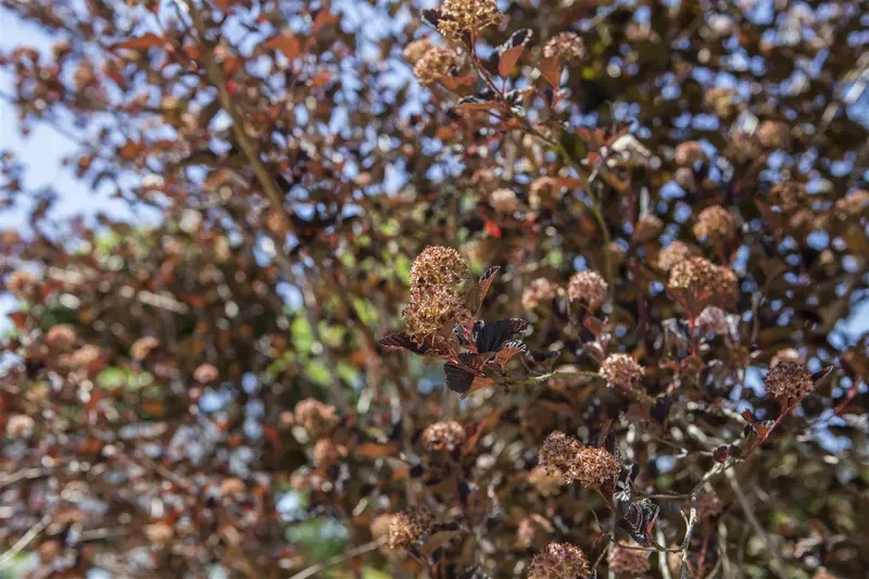Physocarpus opulif. 'Little Leena' 30- 40   C - afbeelding 1