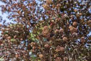 Physocarpus opulif. 'Little Leena' 30- 40   C - afbeelding 1
