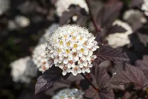 Summer Wine - afbeelding 4
