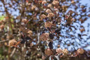 opulifolius - afbeelding 2
