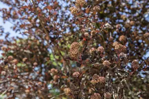 physocarpus opulifolius (40- 60cm) - afbeelding 4