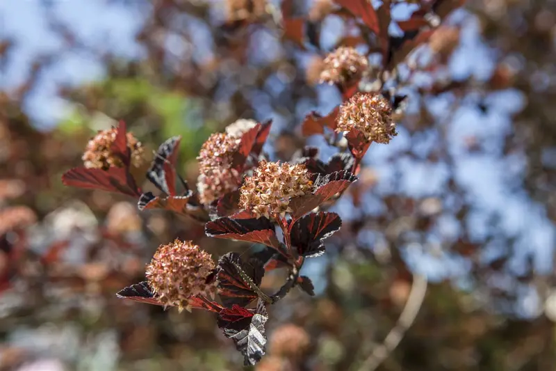 physocarpus opulifolius (40- 60cm) - afbeelding 3