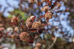 physocarpus opulifolius (40- 60cm) - afbeelding 3