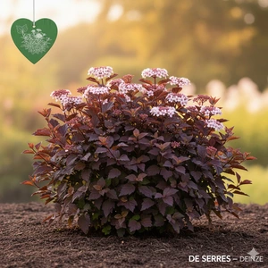 Physocarpus opulifolius 'Little Joker' C (30- 40)