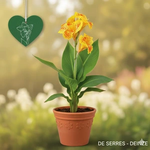 Canna indica 'Picasso'