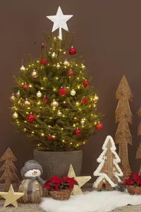 picea abies ( excelsa) (125-150 cm) - afbeelding 3