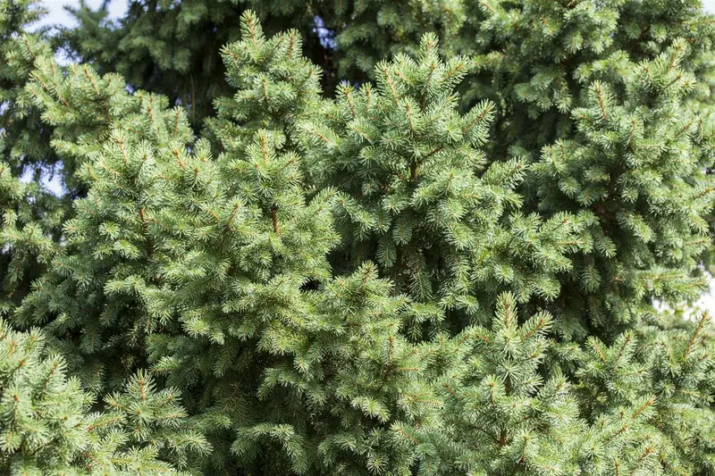 picea abies ( excelsa) (125-150 cm) - afbeelding 2