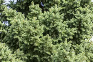 picea abies ( excelsa) (125-150 cm) - afbeelding 2