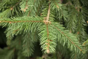 picea abies ( excelsa) (125-150 cm) - afbeelding 4