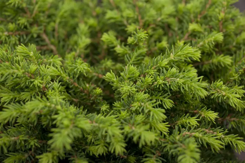 picea abies ( excelsa) (125-150 cm) - afbeelding 5