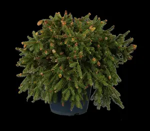 picea abies ( excelsa) (125-150 cm) - afbeelding 5