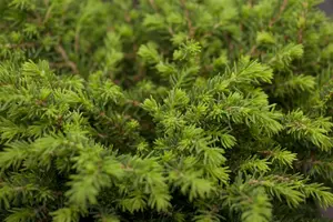 Picea abies ( excelsa) 250-300   DKL - afbeelding 3