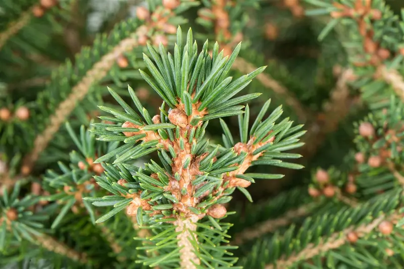 picea abies ( excelsa) (30- 50cm) - afbeelding 4