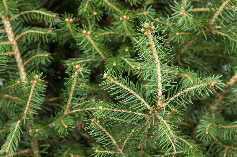 picea abies ( excelsa) (30- 50cm) - afbeelding 5