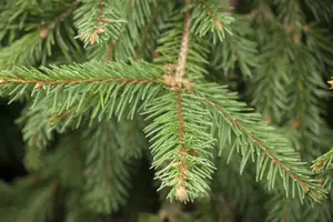 Picea abies ( excelsa) 80-100   KLUIT - afbeelding 2