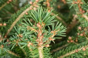 Picea abies ( excelsa) 80-100   KLUIT - afbeelding 4