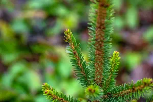 Picea abies 'Will's Zwerg' 100-120   KLUIT - afbeelding 4