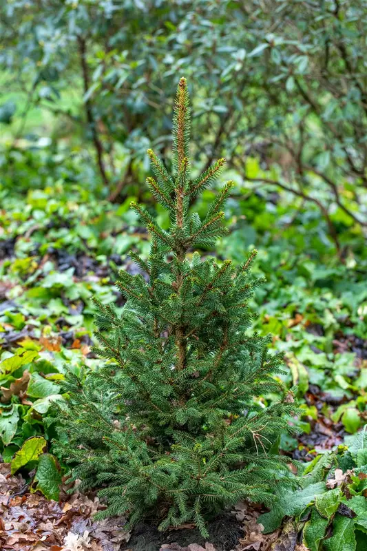 Picea abies 'Will's Zwerg' 160-180   C45 - afbeelding 2