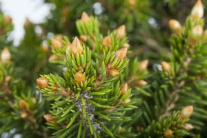 Picea abies 'Will's Zwerg' 50- 60 C18