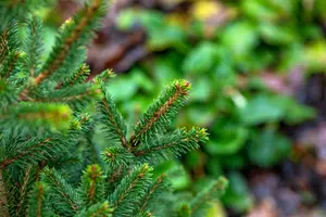 Picea abies 'Will's Zwerg' 50- 60   C18 - afbeelding 3
