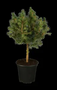 picea glauca 'conica' (30- 40 C cm) - afbeelding 5