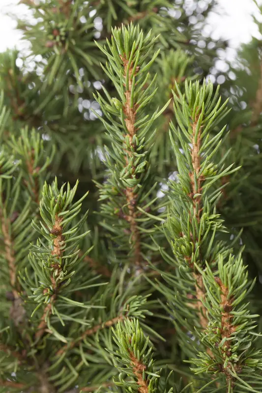 Picea glauca 'Conica' 80-100   C10 - afbeelding 2