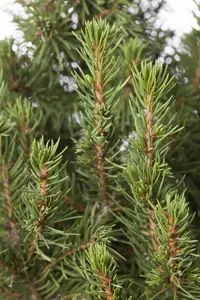 Picea glauca 'Conica' 80-100   C10 - afbeelding 2