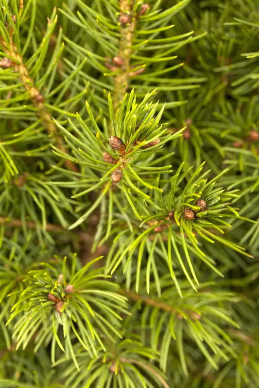 Picea glauca 'Conica' 80-100   C10 - afbeelding 3